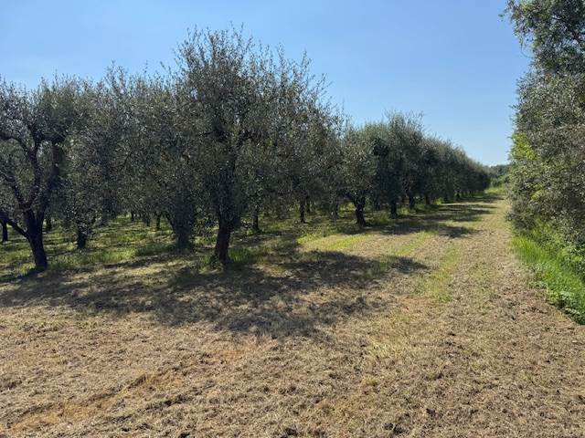 terreno agricolo in vendita a San Giuliano Terme in zona Colignola