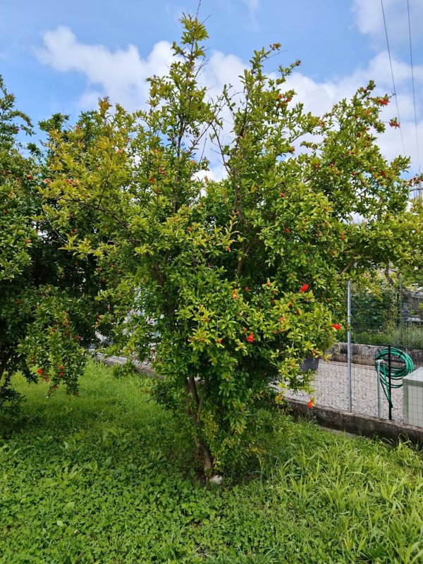 casa indipendente in vendita a San Giuliano Terme in zona Gello