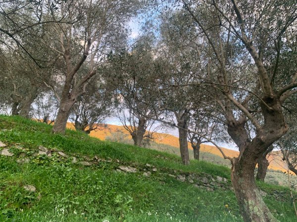 terreno in vendita a San Giuliano Terme in zona Agnano