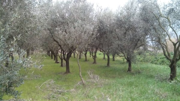 terreno in vendita a San Giuliano Terme