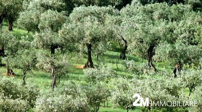 terreno agricolo in vendita a San Giuliano Terme