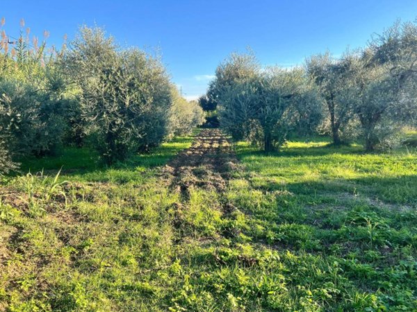 terreno agricolo in vendita a San Giuliano Terme in zona Molina di Quosa
