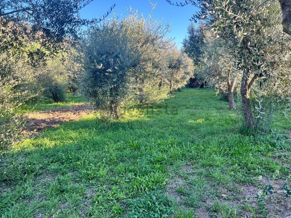 terreno agricolo in vendita a San Giuliano Terme in zona Molina di Quosa