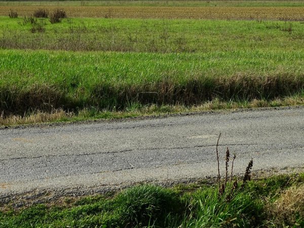 terreno agricolo in vendita a San Miniato in zona Catena