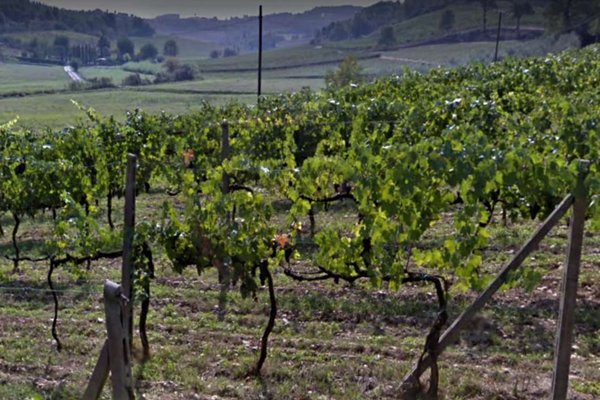 terreno agricolo in vendita a San Miniato