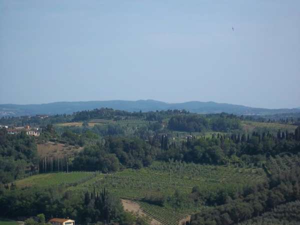 terreno agricolo in vendita a San Miniato