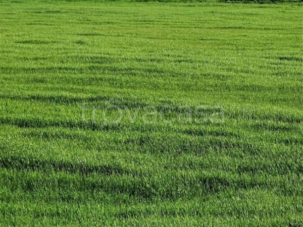 terreno agricolo in vendita a San Miniato in zona San Miniato Basso
