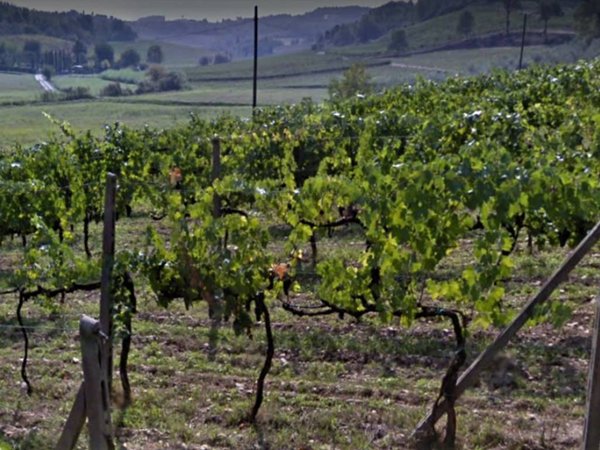 terreno agricolo in vendita a San Miniato in zona La Scala