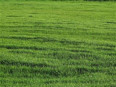 terreno agricolo in vendita a San Miniato in zona Catena