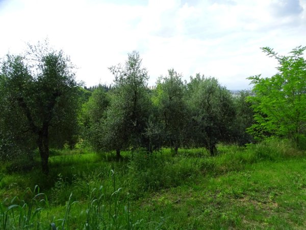 terreno agricolo in vendita a San Miniato