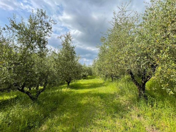 terreno agricolo in vendita a San Miniato