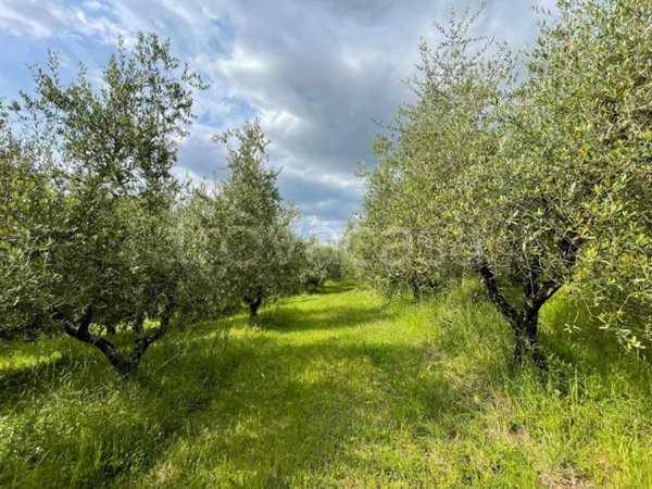 terreno agricolo in vendita a San Miniato