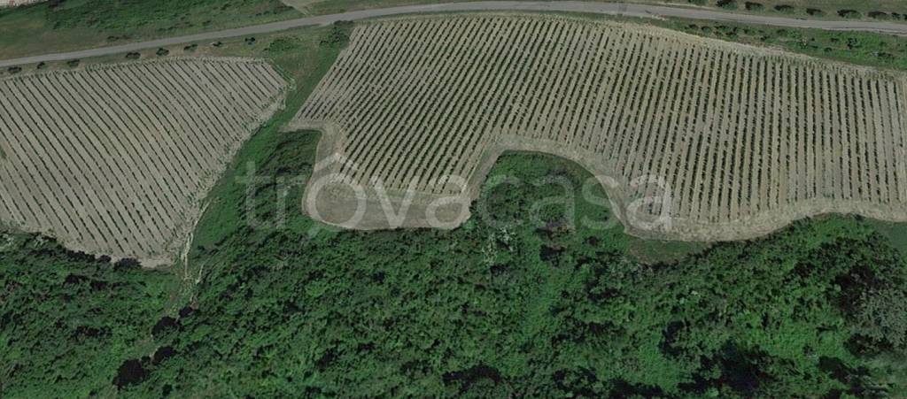 terreno agricolo in vendita a San Miniato