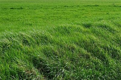 terreno agricolo in vendita a San Miniato