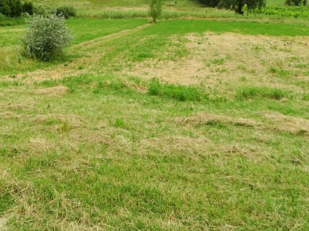 terreno agricolo in vendita a San Miniato