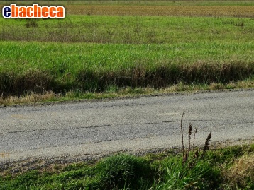 terreno agricolo in vendita a San Miniato in zona Catena
