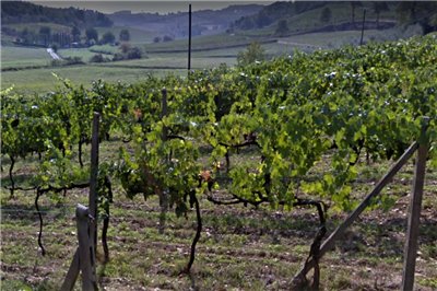 terreno agricolo in vendita a San Miniato