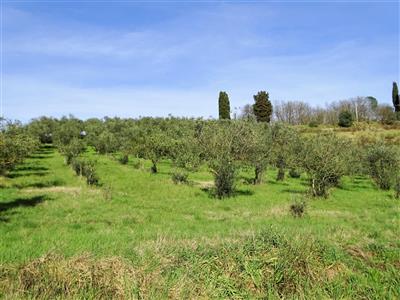azienda agricola in vendita a San Miniato