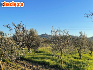 terreno agricolo in vendita a San Miniato in zona San Miniato Basso