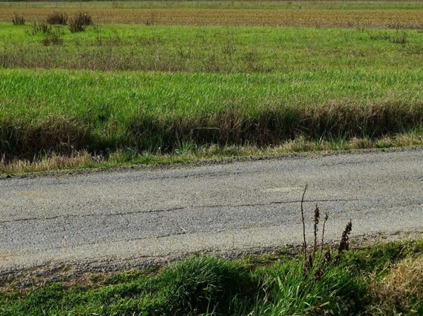 terreno agricolo in vendita a San Miniato
