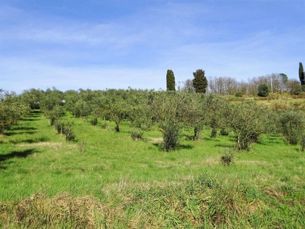 azienda agricola in vendita a San Miniato