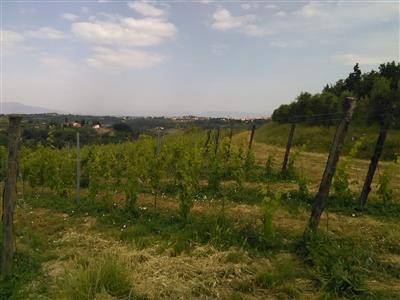 negozio in vendita a San Miniato in zona Cusignano