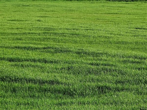 terreno agricolo in vendita a San Miniato in zona San Miniato Basso