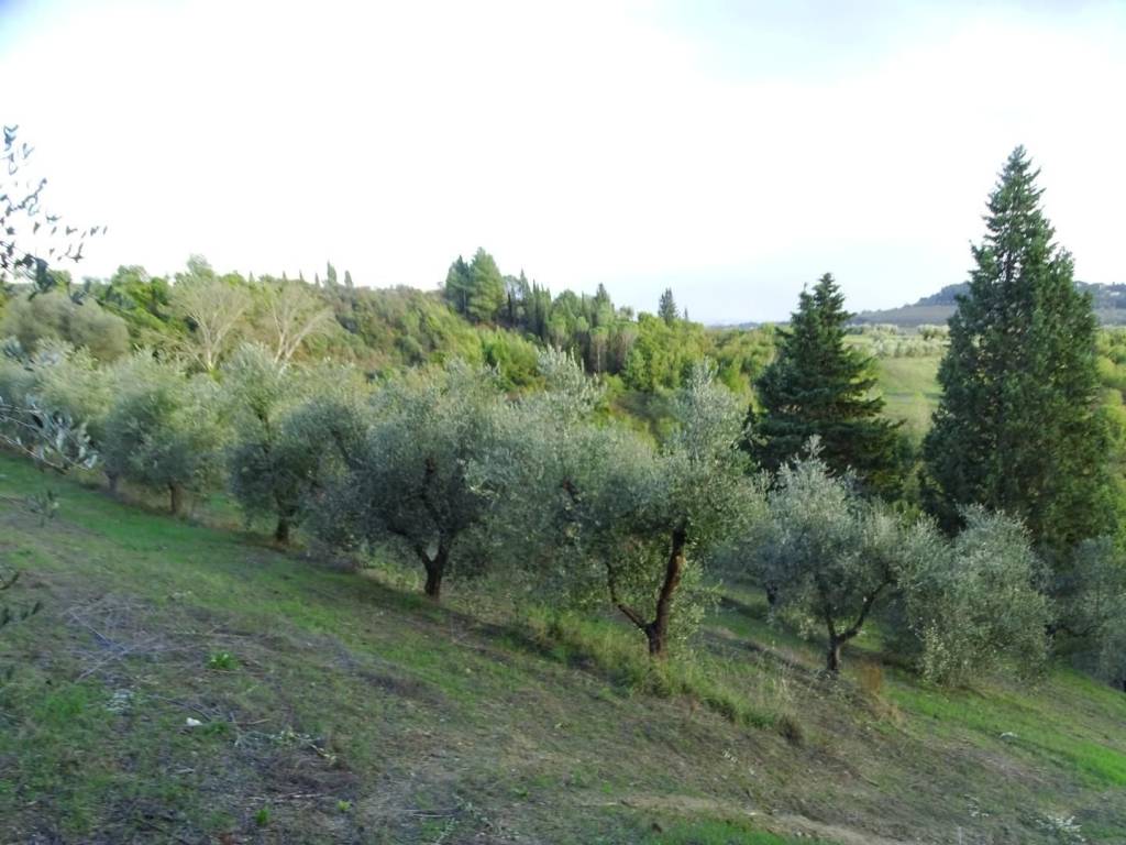 terreno agricolo in vendita a San Miniato in zona La Scala