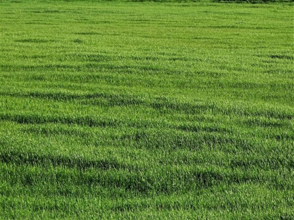 terreno agricolo in vendita a San Miniato in zona La Scala