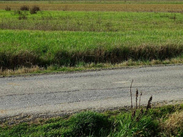 terreno agricolo in vendita a San Miniato in zona La Scala