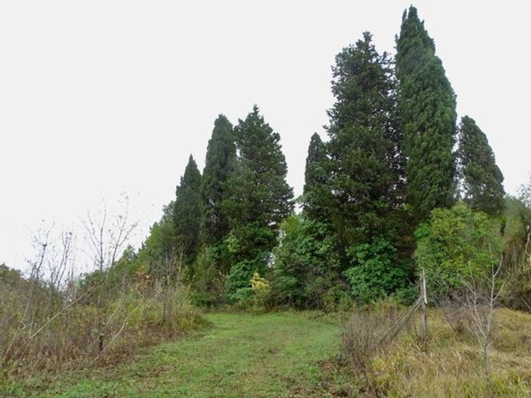 casa indipendente in vendita a San Miniato in zona Canneto