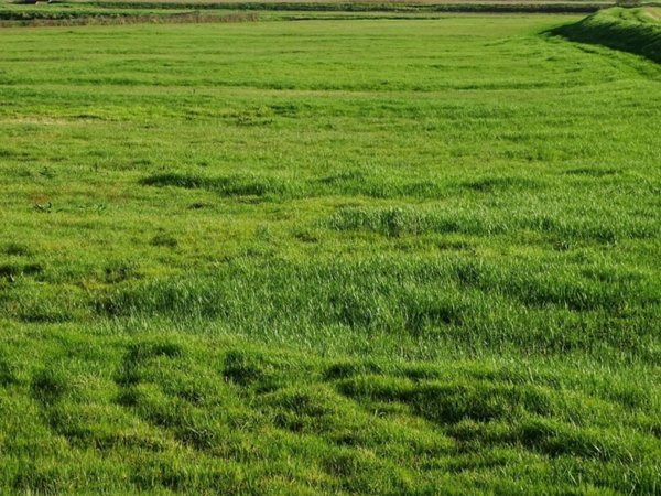 terreno agricolo in vendita a San Miniato in zona San Miniato Basso