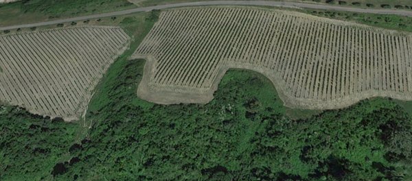 terreno agricolo in vendita a San Miniato