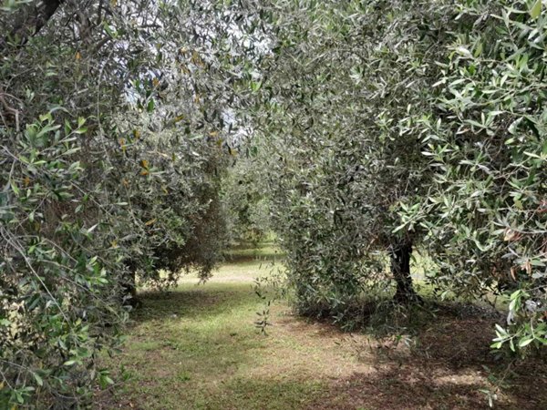 appartamento in vendita a San Miniato in zona La Scala