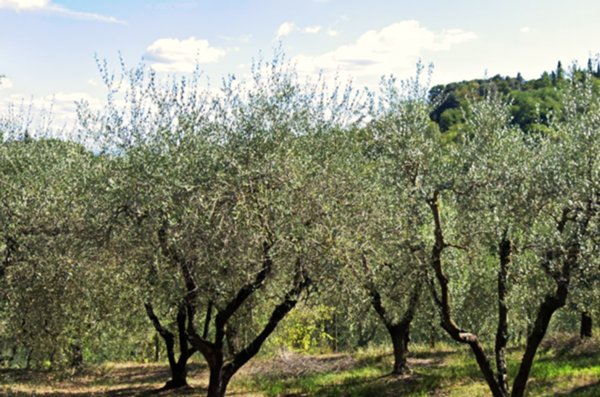 terreno agricolo in vendita a San Miniato