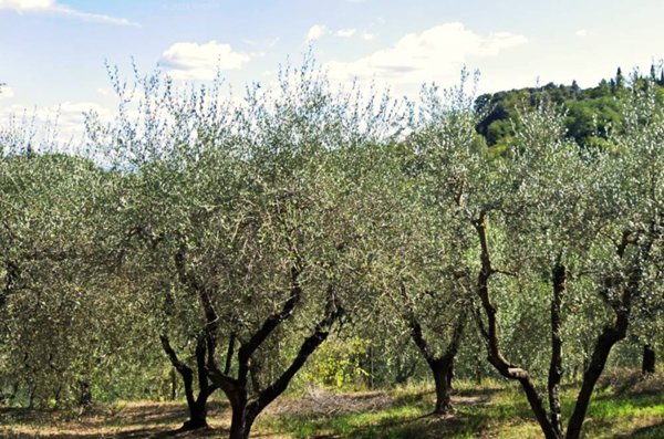 terreno agricolo in vendita a San Miniato in zona San Miniato Alto