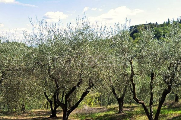 terreno agricolo in vendita a San Miniato in zona San Miniato Basso