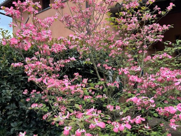 casa indipendente in vendita a San Miniato in zona Ponte a Egola