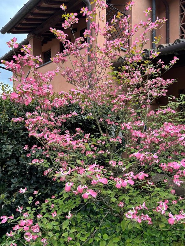 casa indipendente in vendita a San Miniato