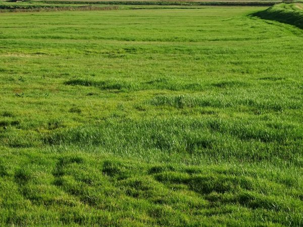 terreno agricolo in vendita a San Miniato in zona San Miniato Basso