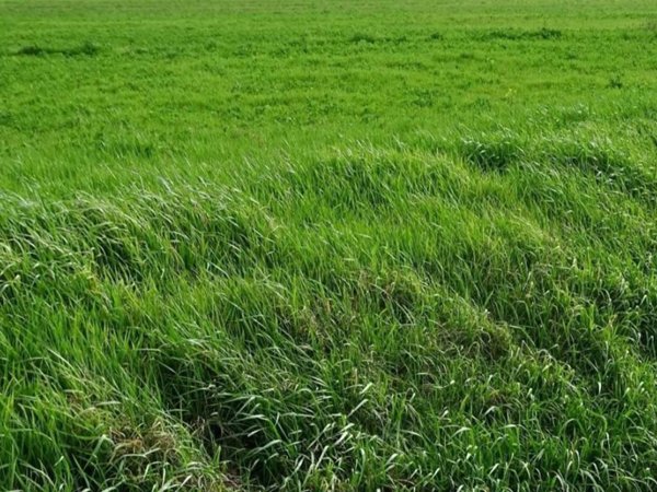 terreno agricolo in vendita a San Miniato in zona La Scala