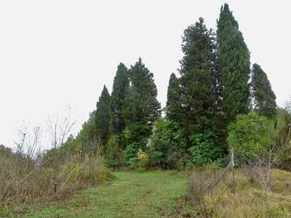 casa indipendente in vendita a San Miniato in zona Cusignano
