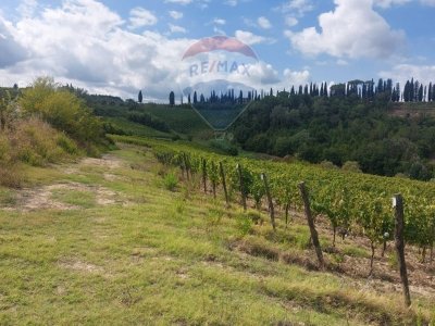 terreno agricolo in vendita a San Miniato in zona Ponte a Elsa