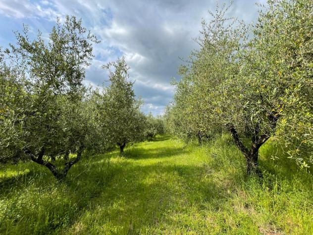 terreno agricolo in vendita a San Miniato