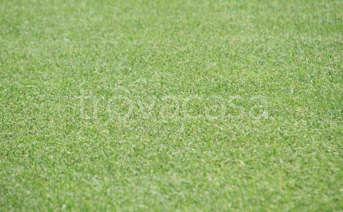 terreno agricolo in vendita a San Miniato