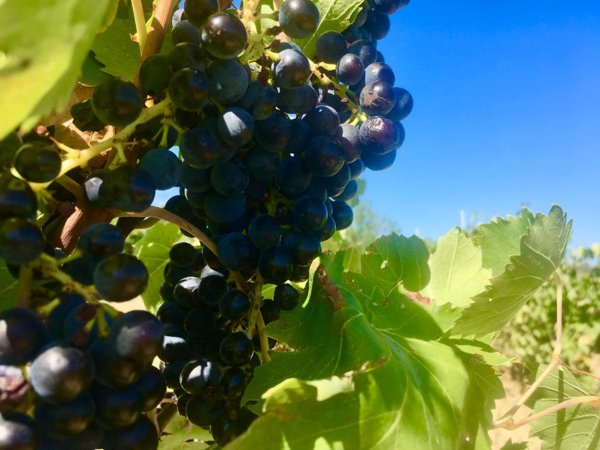 terreno agricolo in vendita a San Miniato