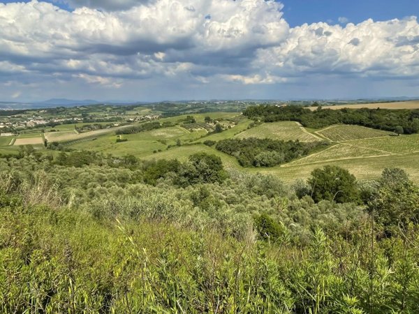 terreno agricolo in vendita a San Miniato