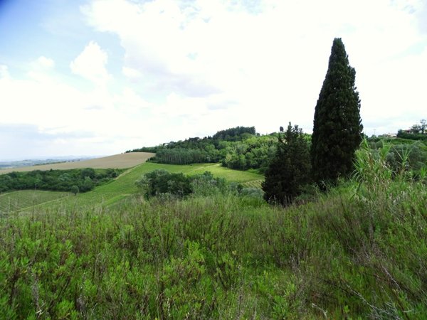 terreno agricolo in vendita a San Miniato