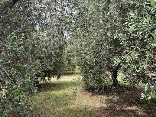 casa indipendente in vendita a San Miniato in zona La Scala