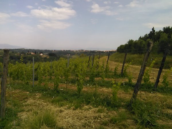 azienda agricola in vendita a San Miniato in zona Cusignano